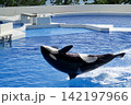 背鰭から落下していく水族館のシャチ 142197966