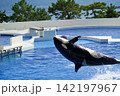 背面のまま落下するシャチ 142197967