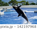 後ろ側にジャンプする水族館のシャチ 142197968