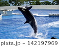 水族館で後ろ向きでジャンプするシャチ 142197969
