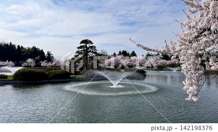 Fountain spraying across a cherry blossom pond in spring Fountain spraying across a cherry blossom pond in spring 142198376
