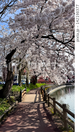Lakeside path beneath a canopy of blooming cherry trees Lakeside path beneath a canopy of blooming cherry trees 142198377