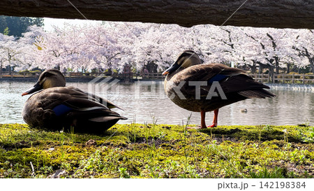 Pair of ducks relaxing on moss beside a cherry blossom pond 142198384