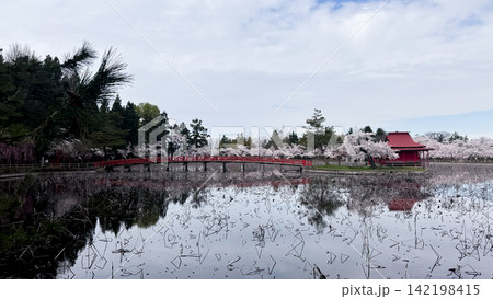 Wide lotus pond landscape with red bridge and shrine pavilion Wide lotus pond landscape with red bridge and shrine pavilion 142198415