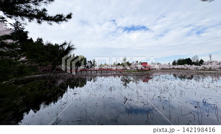 Calm lotus pond reflecting sky, cherry trees and a red pavilion Calm lotus pond reflecting sky, cherry trees and a red pavilion 142198416