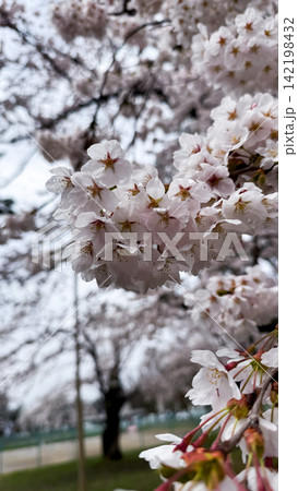Vertical close-up of pink cherry blossoms after spring rain 142198432