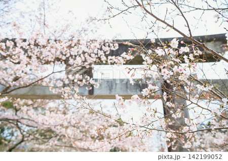 sakura blossom tunnel at torii gate in Homangu shrine, Dazaifu 142199052