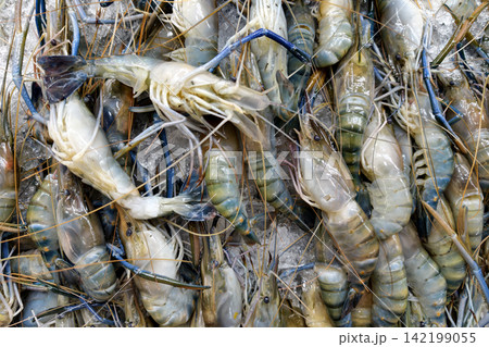 Sea prawn shrimp to sell in Thai market, Thailand Sea prawn shrimp to sell in Thai market, Thailand 142199055