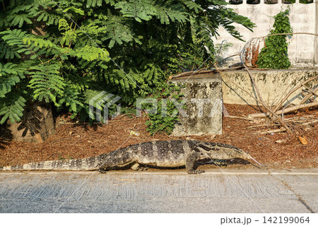 Portrait of fat Monitor lizard or varanus salvator show tongue on street 142199064
