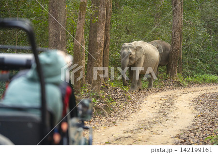 Asian elephants approach guest in safari truck Asian elephants approach guest in safari truck 142199161