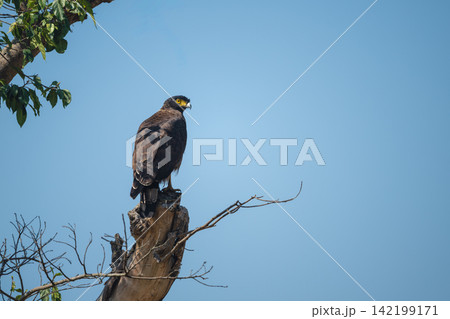 Crested serpent eagle looks down from stump Crested serpent eagle looks down from stump 142199171