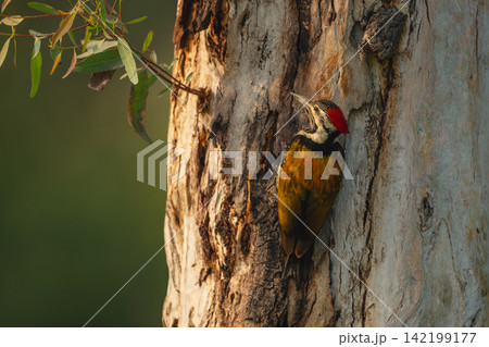 Fulvous-breasted woodpecker with catchlight on tree trunk Fulvous-breasted woodpecker with catchlight on tree trunk 142199177
