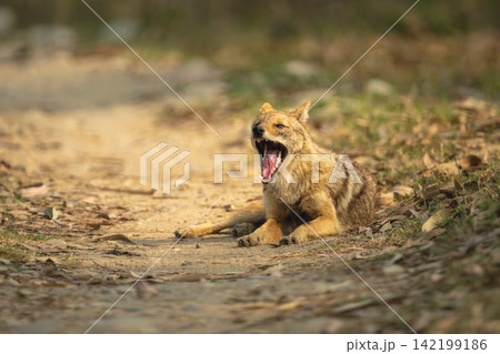 Golden jackal lies on track yawning widely 142199186