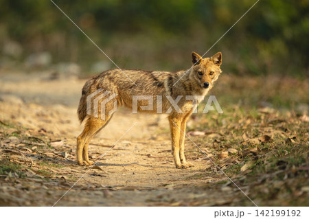 Golden jackal stands watching camera on track 142199192