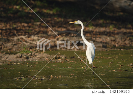 Great egret stands in waterhole turning head Great egret stands in waterhole turning head 142199196