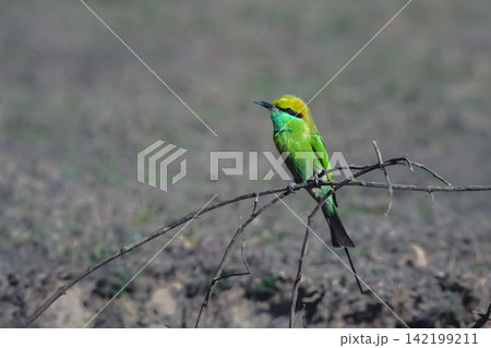 Green bee-eater with catchlight on tangled branches 142199211
