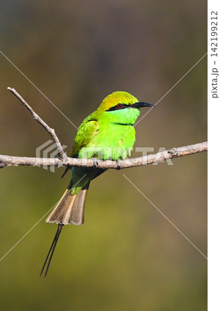 Green bee-eater with catchlight on thin branch 142199212