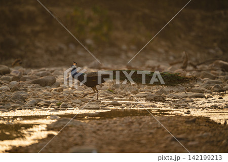 Indian peacock crosses rocky stream lifting foot 142199213