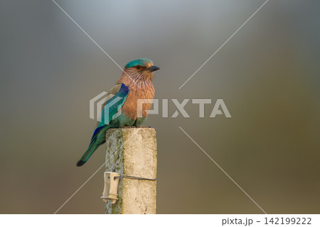 Indian roller watching camera from fence post 142199222