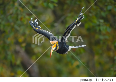 Male great hornbill flies through dense forest Male great hornbill flies through dense forest 142199234