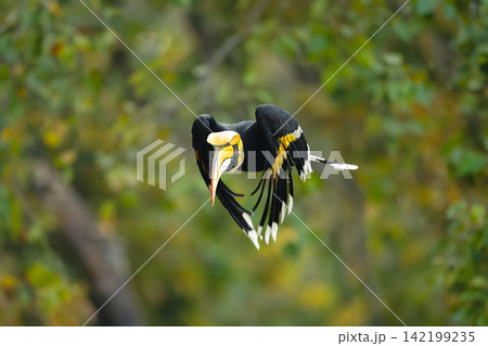 Male great hornbill flies through thick forest Male great hornbill flies through thick forest 142199235