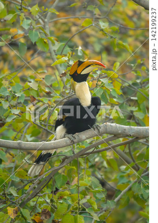 Male great hornbill lifts head in tree Male great hornbill lifts head in tree 142199237