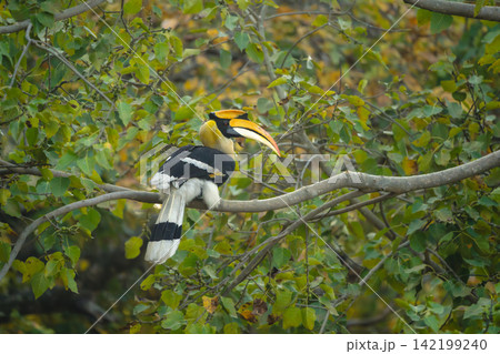 Male great hornbill on branch in forest Male great hornbill on branch in forest 142199240