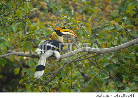 Male great hornbill on branch in jungle Male great hornbill on branch in jungle 142199241
