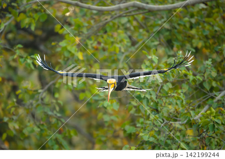 Male great hornbill spreads wings approaching camera Male great hornbill spreads wings approaching camera 142199244