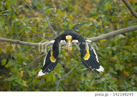 Male great hornbill takes off from branch Male great hornbill takes off from branch 142199245