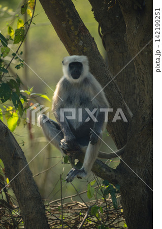 Northern plains gray langur sits on branch 142199251