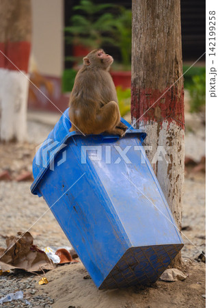 Rhesus macaque sits on bin looking up Rhesus macaque sits on bin looking up 142199258