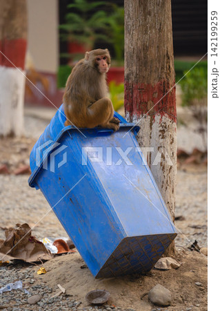 Rhesus macaque sits on bin watching camera Rhesus macaque sits on bin watching camera 142199259