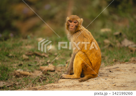 Rhesus macaque sits on ground eyeing camera Rhesus macaque sits on ground eyeing camera 142199260