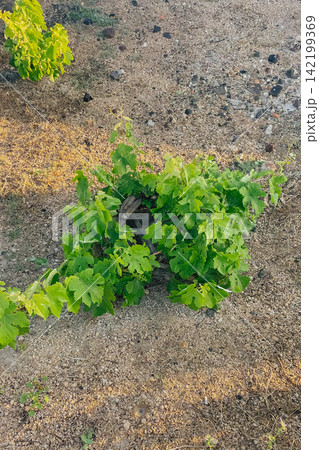 Traditional basket trained kouloura grapevine bush growing in volcanic dry soil in Santorini island Greece viticulture stock photo 142199369