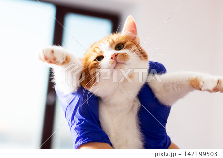Orange white kitten held by gloved hands stretching front paws toward camera under bright window light, curious pet portrait with soft indoor backlight and gentle veterinary care feel Orange white kitten held by gloved hands stretching front paws toward camera under bright window light, curious pet portrait with soft indoor backlight and gentle veterinary care feel 142199503