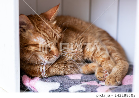 Sleeping ginger cat curled on patterned blanket inside cozy cubby with soft light, relaxed whiskers, visible paw pads, and warm fur textures in quiet indoor scene Sleeping ginger cat curled on patterned blanket inside cozy cubby with soft light, relaxed whiskers, visible paw pads, and warm fur textures in quiet indoor scene 142199508