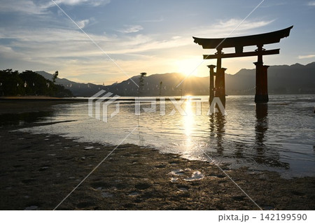 夕暮れの厳島神社大鳥居　広島 142199590