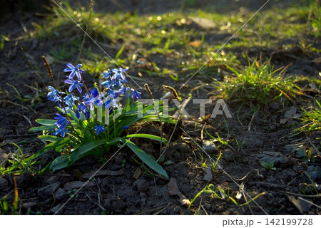 Siberian snowdrop or blue snowdrop in the rays of the setting spring sun 142199728