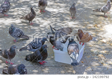 Pigeons Bathing in Bucket 142199792