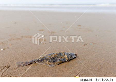 Dead European flounder washed ashore by waves and stranded at low tide on North Sea beach Dead European flounder washed ashore by waves and stranded at low tide on North Sea beach 142199914