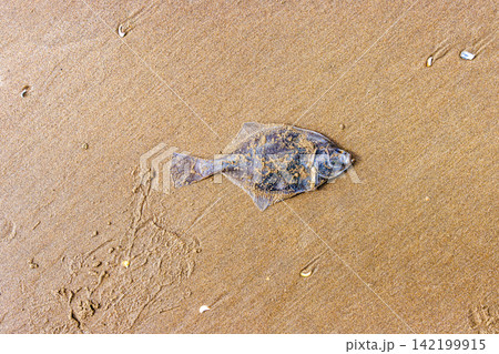 European flounder washed ashore on sandy North Sea beach in Wijk aan Zee Netherlands European flounder washed ashore on sandy North Sea beach in Wijk aan Zee Netherlands 142199915