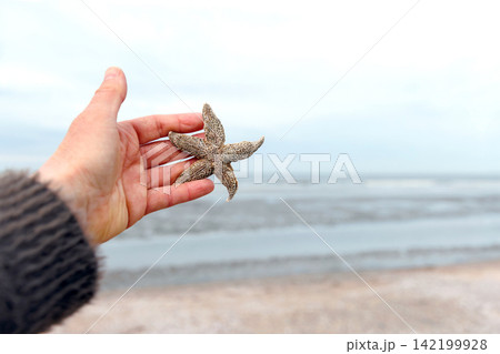 Hand holding common starfish washed ashore on North Sea beach in Wijk aan Zee Netherlands 142199928