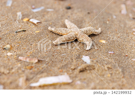Common starfish washed ashore on sandy North Sea beach in Netherlands. Selective focus 142199932