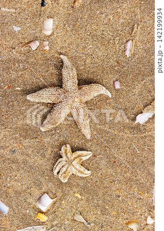 Two common starfish Asterias rubens washed ashore on sandy North Sea beach 142199934