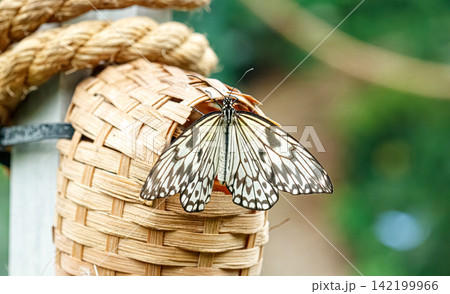 Black and white butterfly on natural straw basket background template Black and white butterfly on natural straw basket background template 142199966