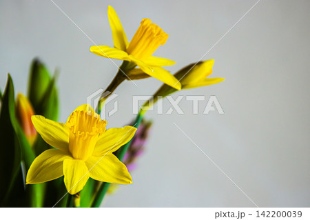 Closeup of bright yellow daffodils bouquet against a neutral background. Shallow depth of field. Soft focus Closeup of bright yellow daffodils bouquet against a neutral background. Shallow depth of field. Soft focus 142200039