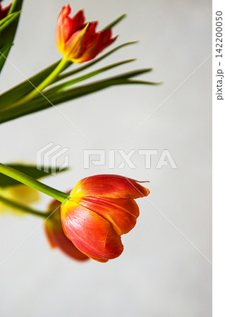 A vibrant bouquet of red and orange tulips with green leaves set against a soft, neutral background. Shallow depth of field. Soft focus A vibrant bouquet of red and orange tulips with green leaves set against a soft, neutral background. Shallow depth of field. Soft focus 142200050