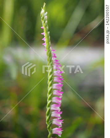 螺旋状に咲く花(20260809150252) 螺旋状に咲く花(20260809150252) 142200507