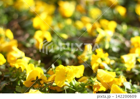 Beautiful Flowers Blooming In The Garden, Bodrum Turkey 142200609